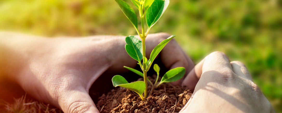 plant-gce70b058c_1920