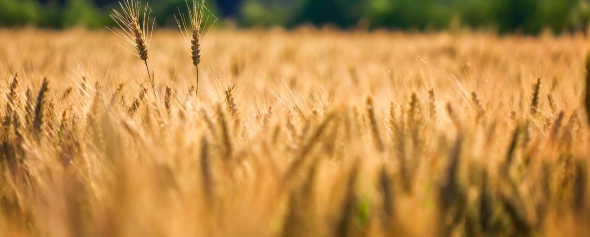selective-shot-golden-wheat-wheat-field-scaled